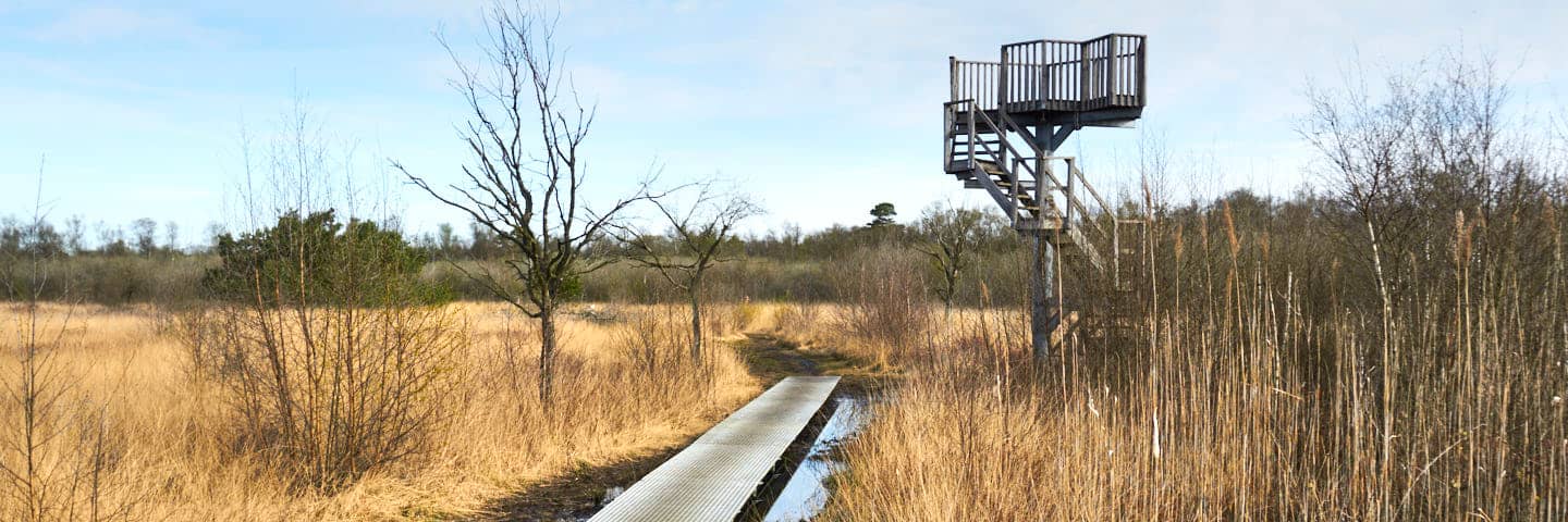 Bohlenweg und Aussichtsturm im Korenburgerveen